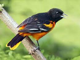 Beautiful picture of an oriole in motion. Bird Bio Baltimore Orchard Oriole The Wood Thrush Shop