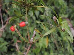 Image result for Podocarpus milanjianus