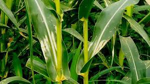 Check spelling or type a new query. Cara Mengatasi Hawar Daun Pada Tanaman Jagung Kampustani Com
