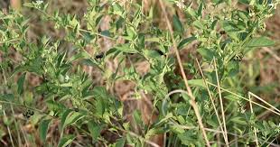 Image result for Solanum chenopodioides
