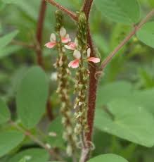 Image result for Indigofera astragalina-hirsuta
