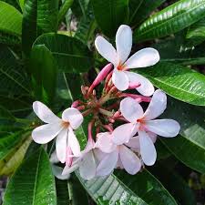 Plumeria Obtusa Dwarf Singapore Pink Mybageecha