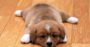 Dan menurut erek erek 2d 3d 4d. Tafsir Arti Mimpi Anak Anjing Hitam Putih Banyak Mati Masuk Rumah Dunia Kedutan