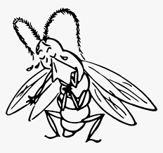 Vector of grasshopper on white background. Crying Insect Svg Free Cricket Insects Crying Drawing Hd Png Download Transparent Png Image Pngitem