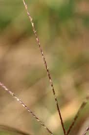 Image result for Digitaria setifolia