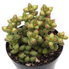 Image result for Crassula alticola