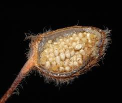 Image result for Marsileaceae