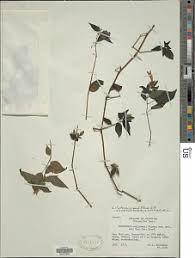 Image result for Dicliptera hensii