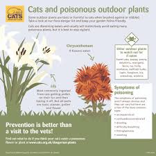 Cats can be addicted to tuna, whether it's packed for cats or for humans. Plants Poisonous To Cats Our Guide Cats Protection