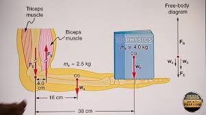 Mcat Torque Forces Applied To The Forearm In Equilibrium Mcat Equations Physics