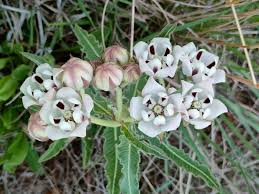 Image result for Apocynaceae subfamily Periplocoideae