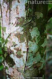 Image result for Funtumia elastica