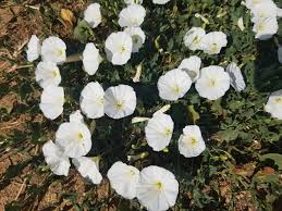 Image result for Convolvulus arvensis