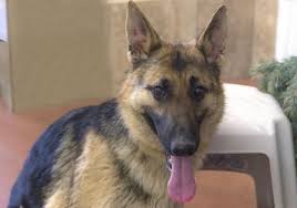Germán shepherd and blue heeler mix puppies colorado, colorado springs. German Shepherd Puppies Rescue Colorado Pets Lovers