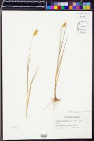 Image result for Setaria longiseta