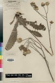 Image result for Berkheya setifera