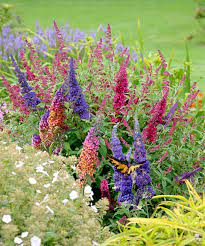 Take A Look At This Live 3n1 Whimsical Garden Trio Buddleia Today