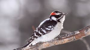 Check spelling or type a new query. Beautiful Nice And Lovely Tiny Birds Wallpaper Hd Zeeoii Com