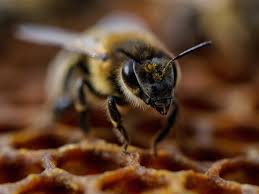 The queen bee can be sold individually marked or unmarked. 20 000 Honey Bees Took Over A Tech Office During Covid 19 Quartz At Work