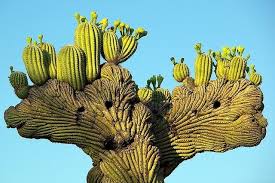0 ratings0% found this document useful (0 votes). Pin By Almudena Esteve On Udivitelnye Derevya So Vsego Sveta Crested Saguaro Cactus Crested Saguaro Cactus