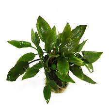 Available on compatible nook devices and the free nook apps. Aquarienpflanzen Hejato Cryptocoryne Undulatus Im Topf