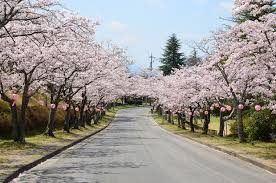 In the springtime, many trees around new york city blossom with beautiful spring flowers that saucer magnolias in central park, manhattan. Cherry Blossoms At Nabari Central Park Visit East Nara Nabari