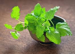 Making an herbal tincture is an easy process. 6 Wonderful Lemon Balm Health Benefits And Uses Euphoric Herbals