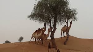 Their cud is what they spit when stressed and because it is partially digested, it smells bad. Uae Camel Grazing In Natural Habitat Youtube