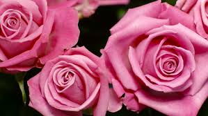 Rose of sharon is a hardy hibiscus that belongs to the rosaceae family of flowering plants that are related to roses. Big Bouquet Of Pink Roses Stock Footage Video 100 Royalty Free 15291058 Shutterstock