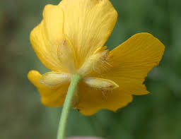 Image result for Ranunculus acris