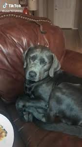 It Attacks Even When Sleeping Video In 2020 Cute Animals Funny Animal Pictures Baby Animals Funny