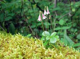 Image result for Linnaea borealis