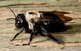 Bumblebee has similar appearances, they have different nesting habits. Carpenter Bees Vs Bumblebees