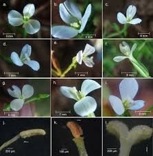 Image result for Canscora alata