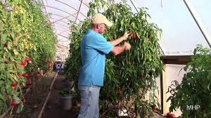 Bell Peppers Two Years Of Production Youtube