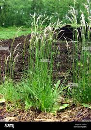 Image result for Avenella