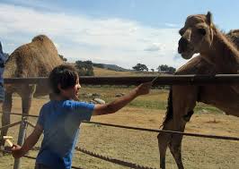 Near the intersection of highway 78 and old julian hwy. 9 Year Old With A Supply Of Apple Slices To Treat The Friendly Camels Picture Of Oasis Camel Dairy Ramona Tripadvisor