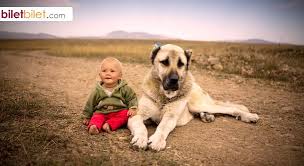 sivas in kangal ilcesinden ismini alan dunyaca unlu bir kopek cinsidir sivas kangal http www biletbilet com etiket 1065 ucuz o kangal kopegi kopek hayvanlar