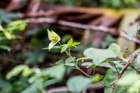 Image result for Dalechampia capensis