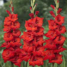 These include favorites such as tulips, daffodils, hyacinth and others. Gladiolus Bulbs Red Spring Flower Bulbs Eden Brothers