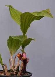 Image result for Ancistrorhynchus clandestinus