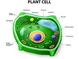 Is eukaryotic a animal cell? Prokaryotic And Eukaryotic Cells Scientist Cindy