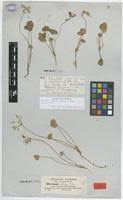 Image result for Oxalis anthelmintica