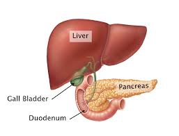 Anatomy terms are based on ancient greek or latin so that medical terminology is the abdominal quadrants are much easier: Abdominal Organs Anatomy 622 Coursebook