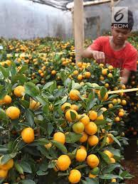 Jeruk nipis citrus aurantifolia (christm.) swing nama umum indonesia : Manfaat Makan Jeruk Buah Yang Selalu Ada Saat Perayaan Imlek Health Liputan6 Com