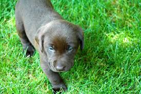 This Will Be My Dog Puppies Dogs Animals