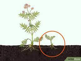 Special operatives valerian and laureline must race to identify the marauding menace and safeguard not just alpha, but the future of the universe. Cara Menanam Valeria Dengan Gambar Wikihow