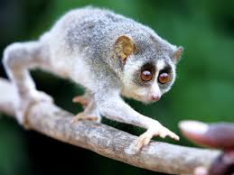 Pin On Cute Exotic Pets
