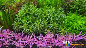 Image result for Syngonanthus