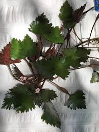 Image result for Trapa